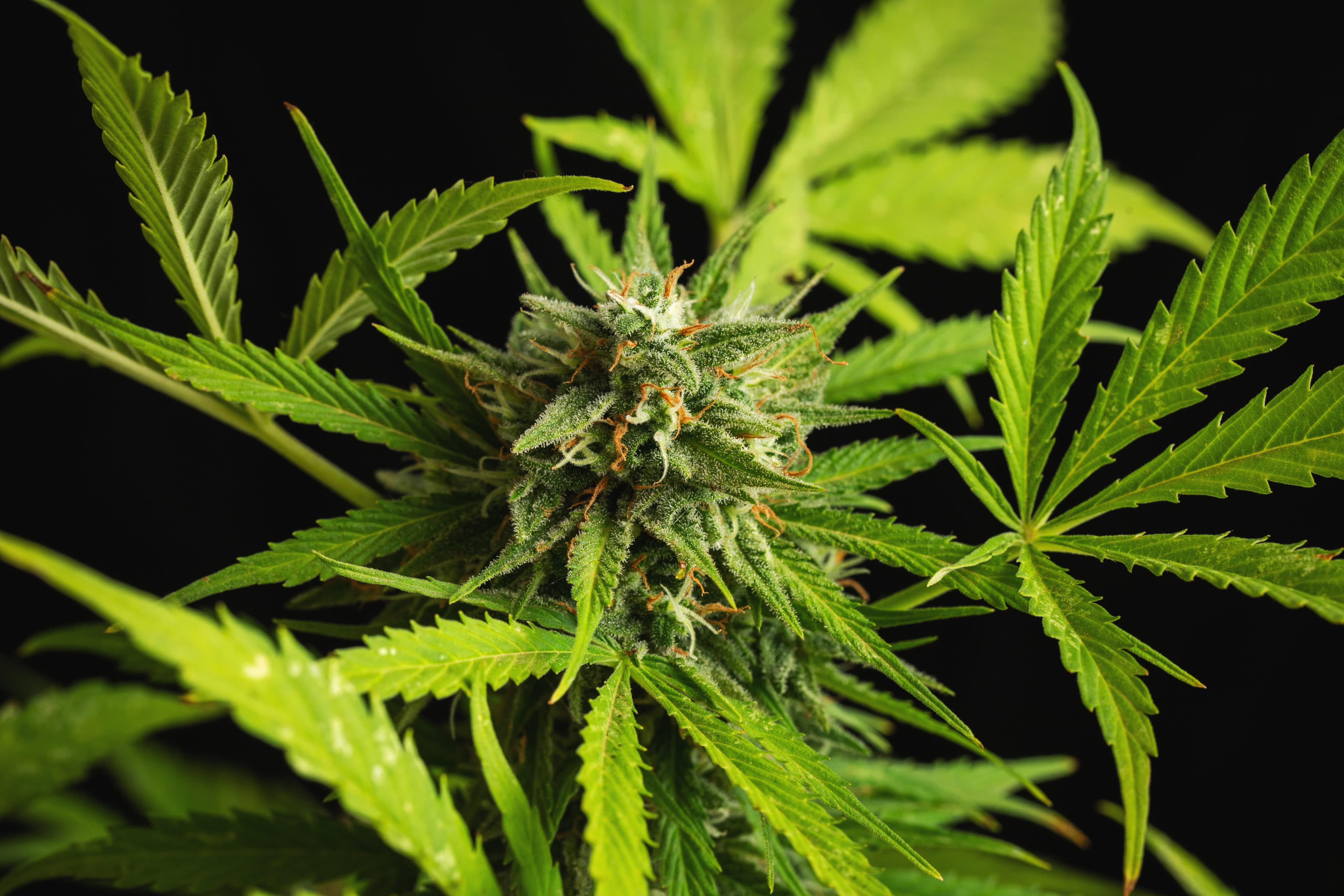 Morocco Moves into Medical Cannabis Cultivation