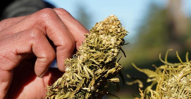 Morocco issues first permits for cannabis production