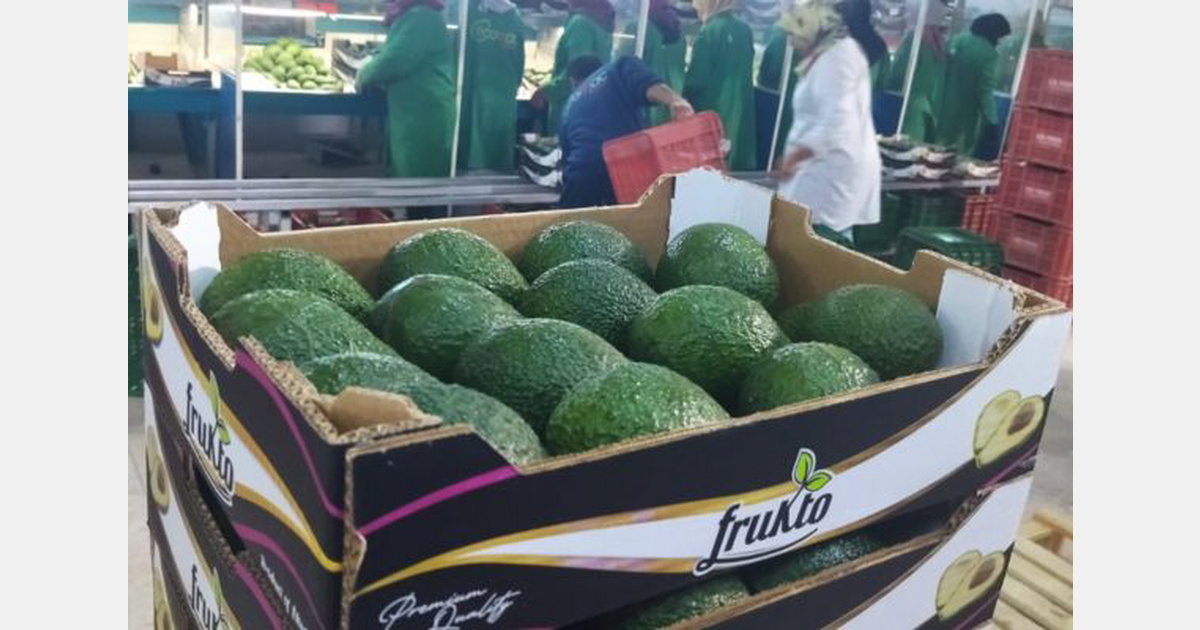 "The avocado industry in Morocco needs more consolidation and maturity"